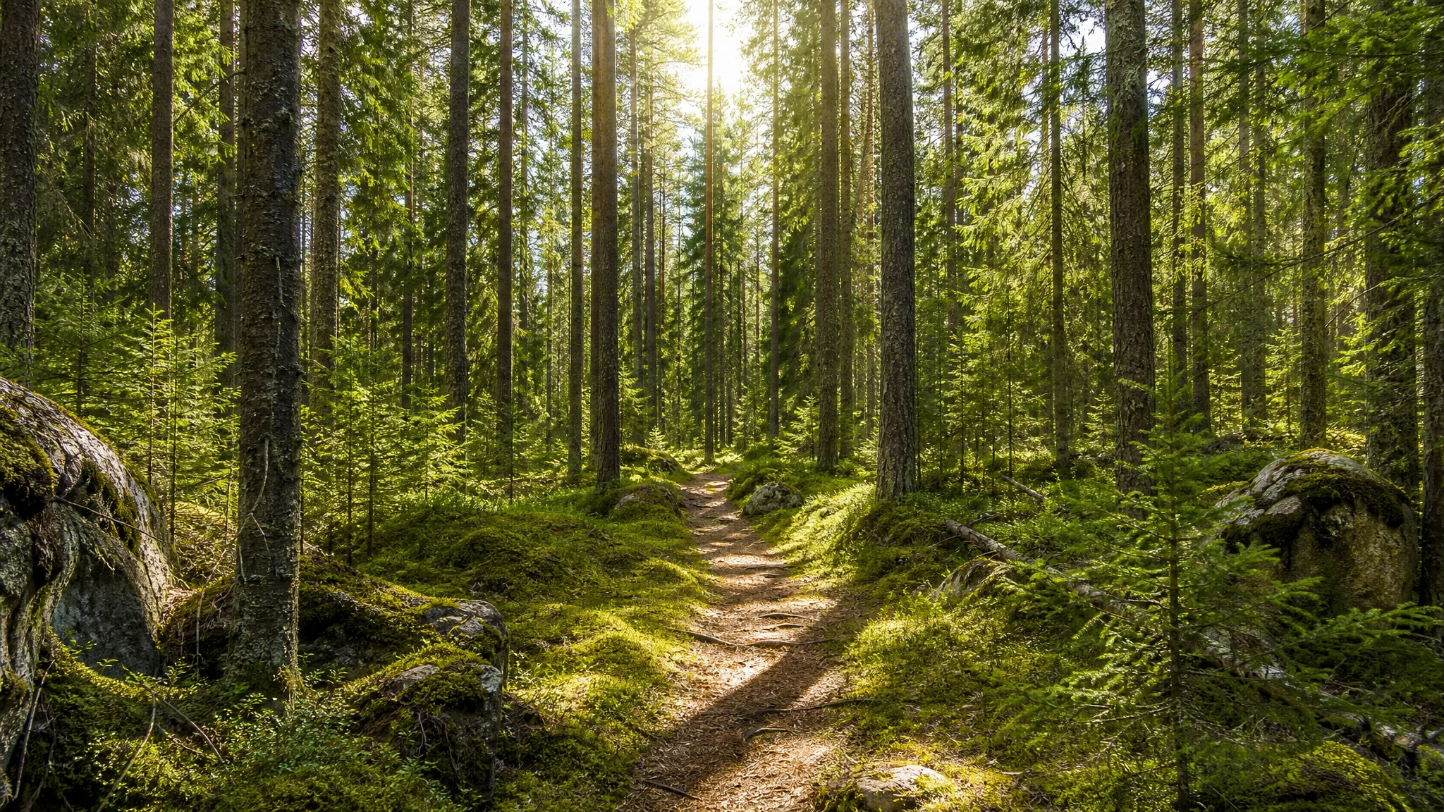 En välskött och solbelyst tallskog i Mora, Dalarna, med en stig som slingrar sig mellan träden och symboliserar balansen mellan natur, skogsbruk och friluftsliv.