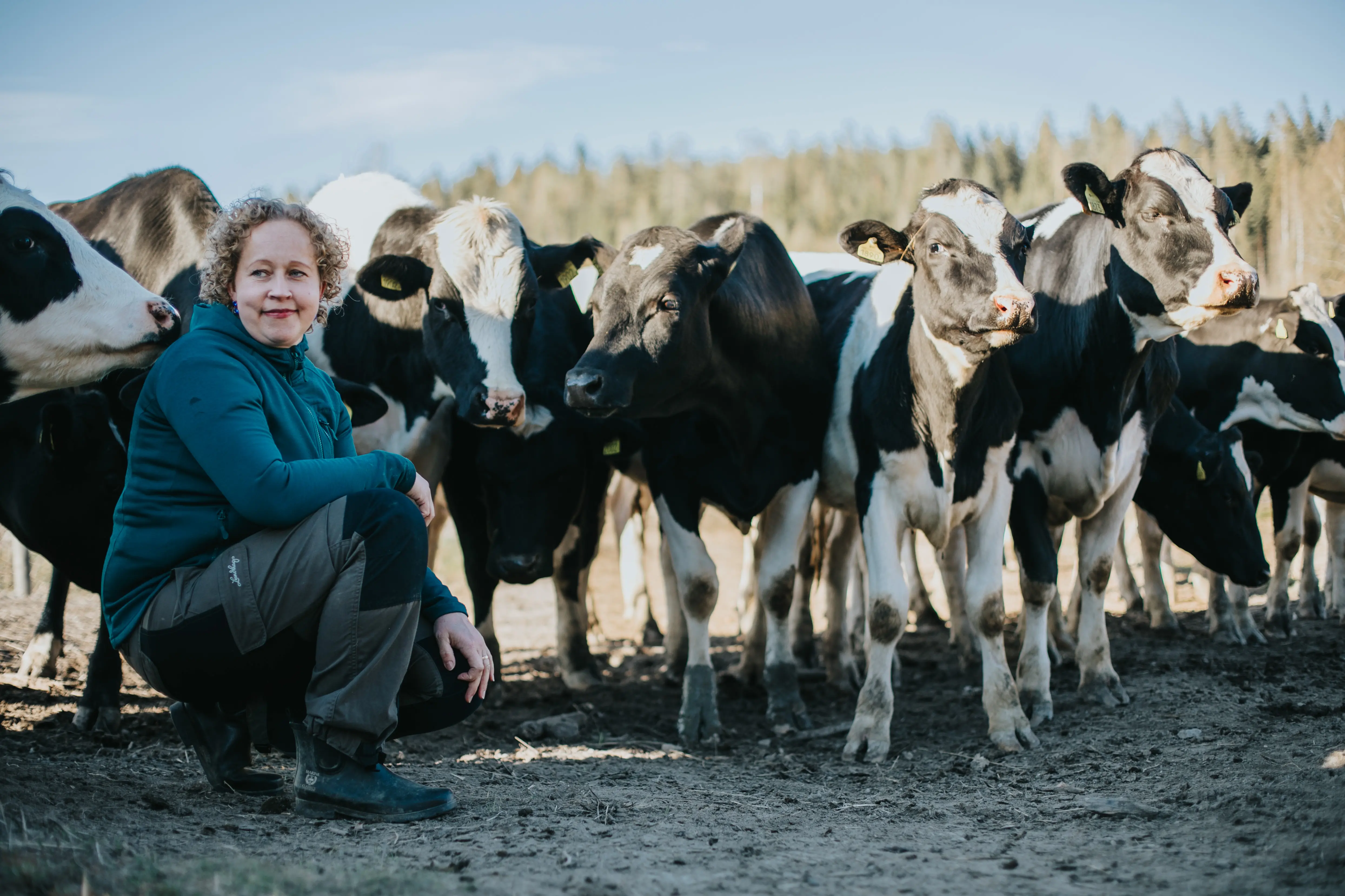 Hanna Lundberg sitter hukad framför en större krupp kvigor i hagen.