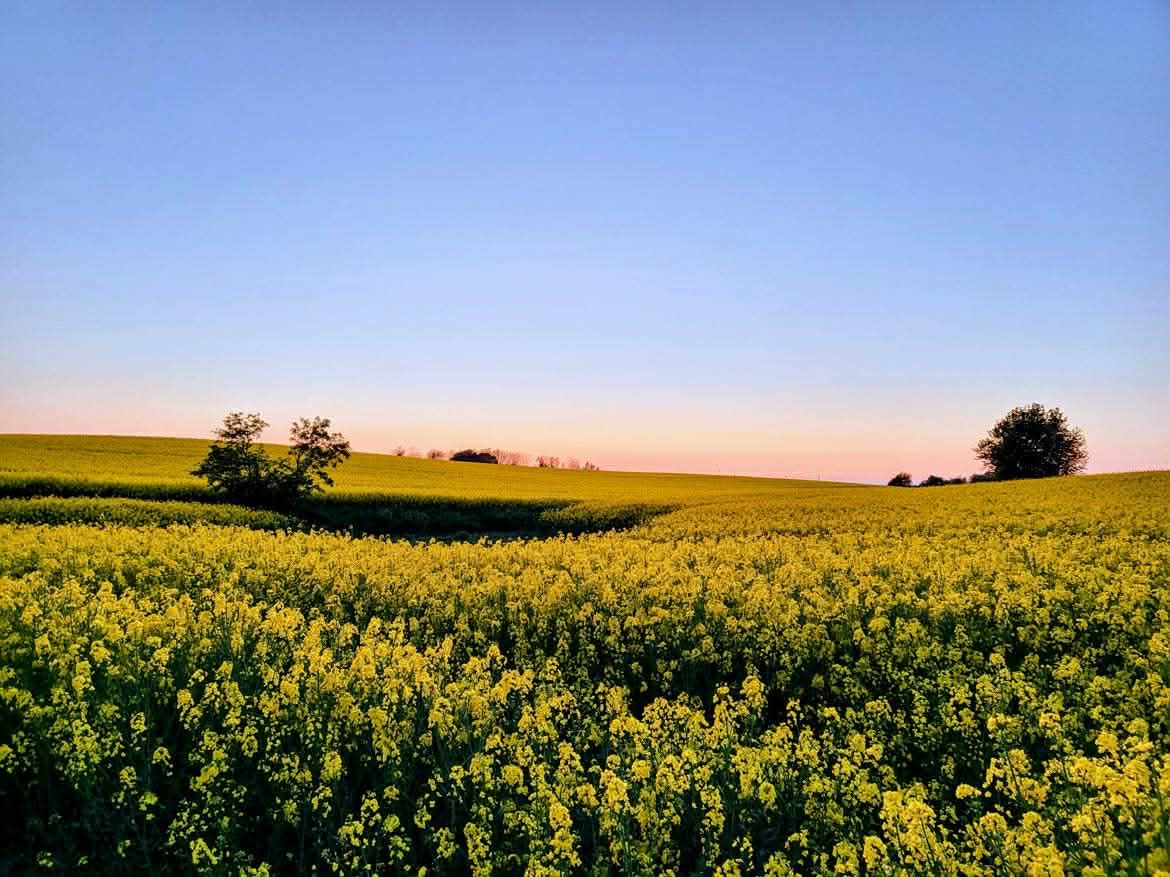 Blommande rapsfält