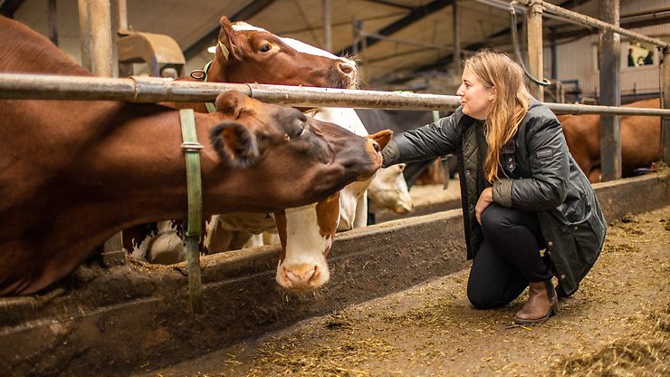 Centerpartiets EU-parlamentariker Emma Wiesner hälsar på ett par kor på ett lantbruk.