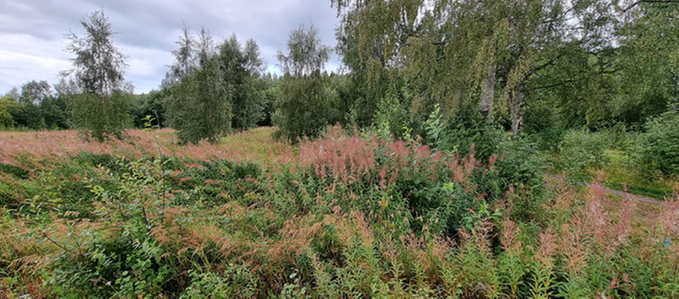 Förbuskning i Tavelsjö