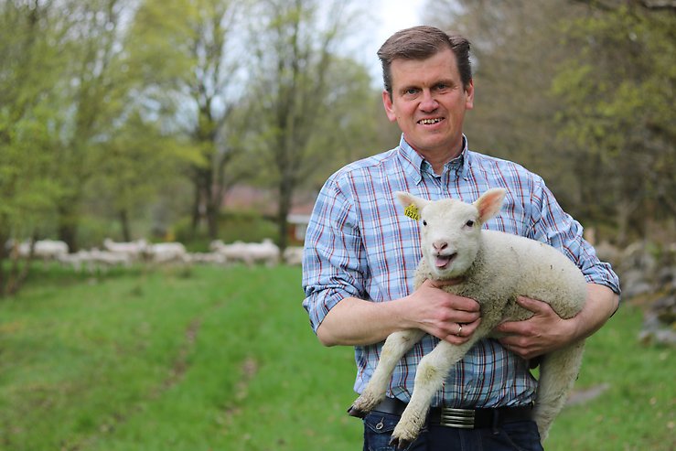 Harald Lagerstedt står i fårhagen med ett lamm i famnen