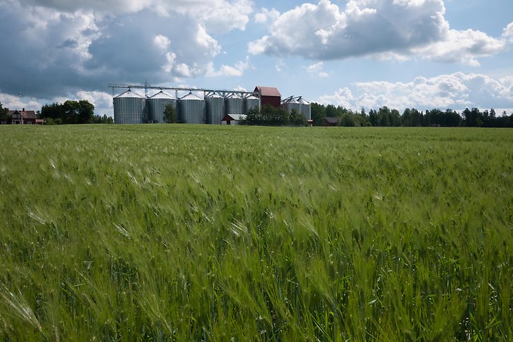 bondgård, fält, sommar