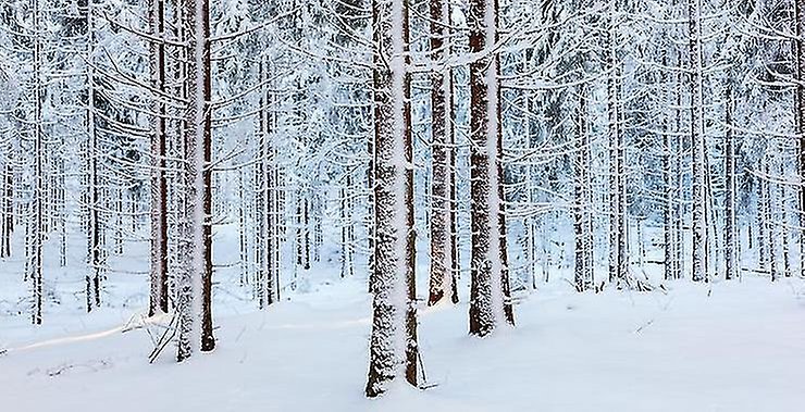 Vinterskog
