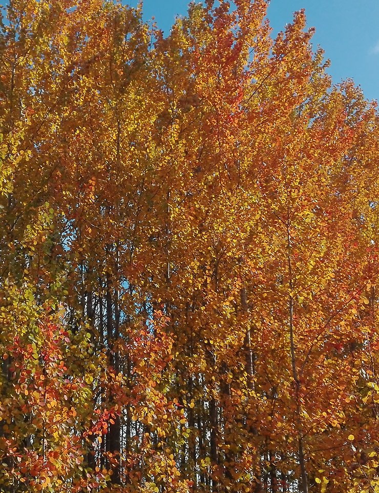 Lövträd i höstfärger