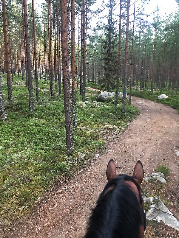 promenad, häst, skog, skogsväg